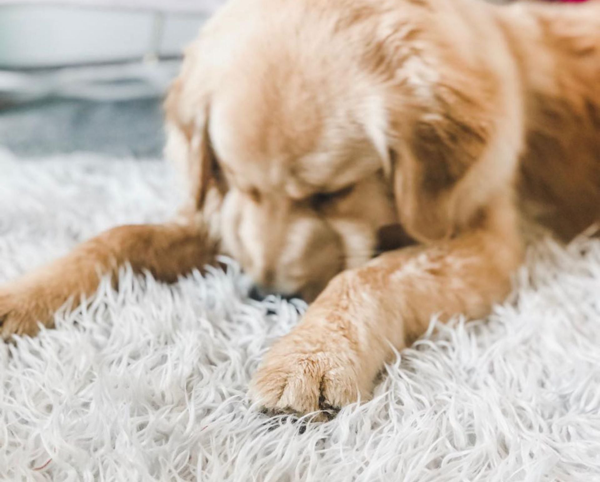 LuxFur Orthopedic Canine Bed